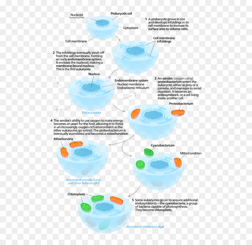 Serial Endosymbiotic Theory, HD Png Download - chloroplast png