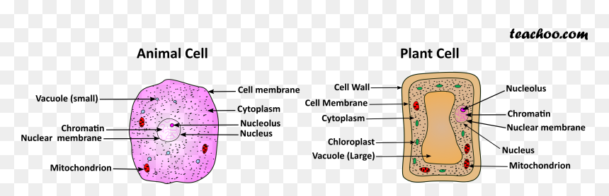 Cell Membrane, HD Png Download - chloroplast png