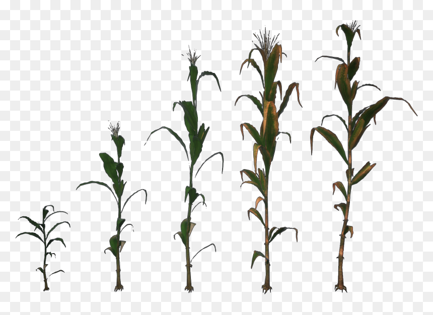 Grass, HD Png Download - corn plant png
