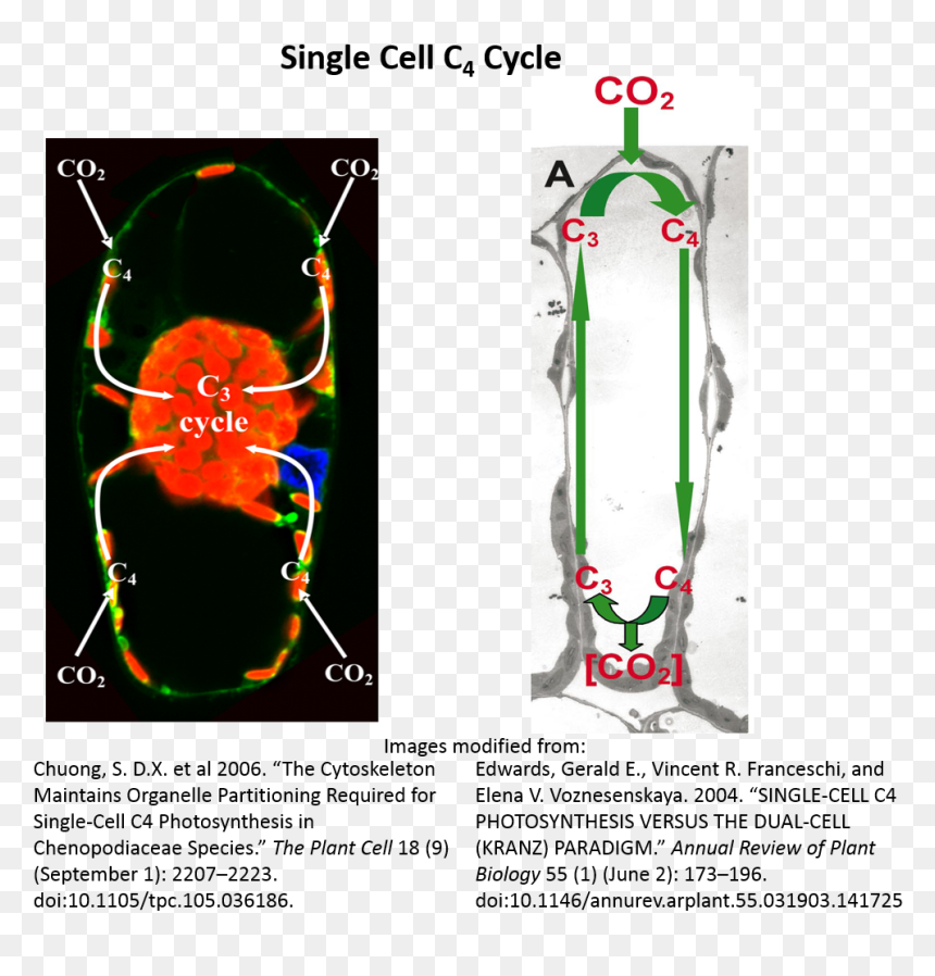 Poster, HD Png Download - chloroplast png