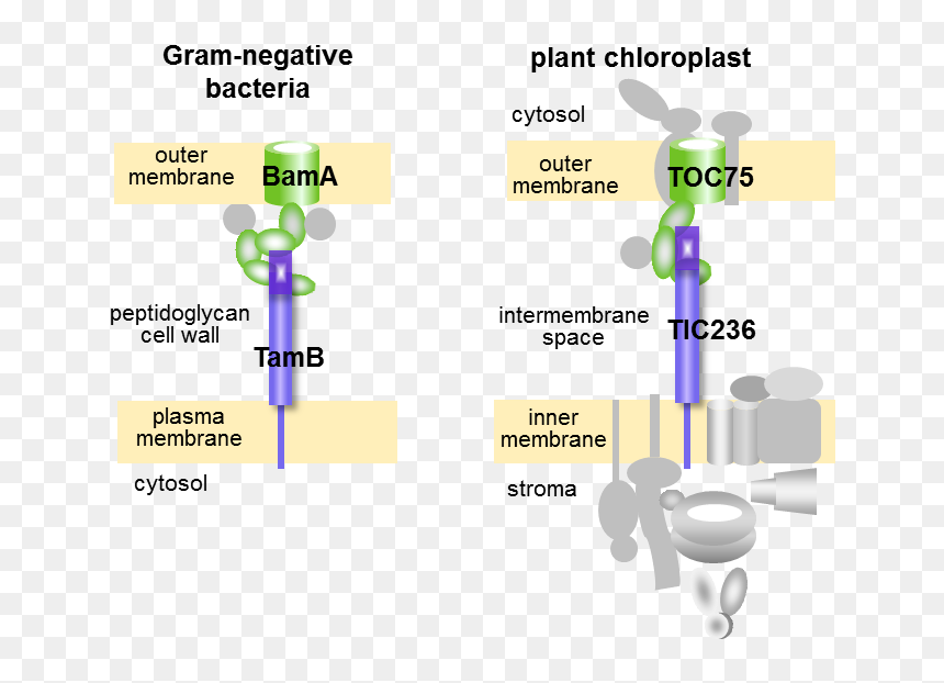 Diagram, HD Png Download - chloroplast png