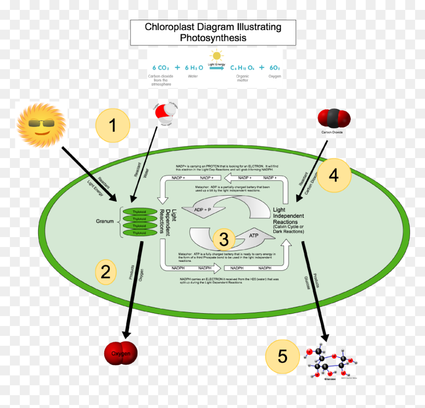 Circle, HD Png Download - chloroplast png