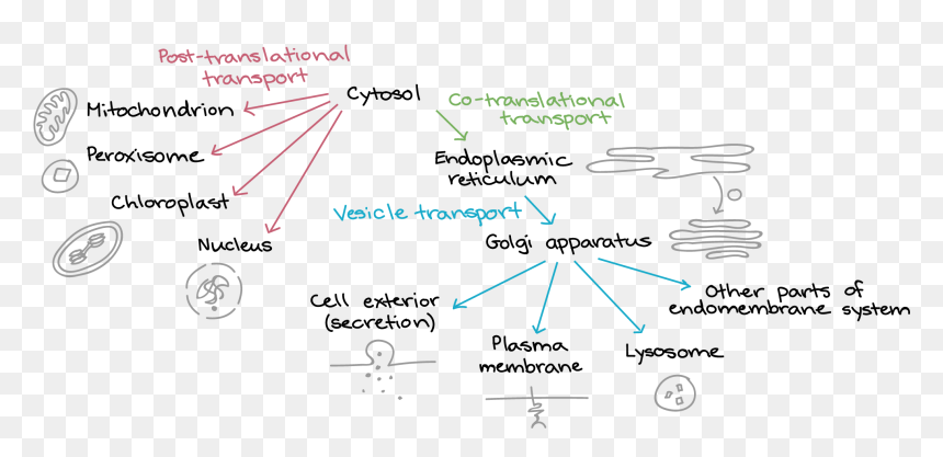 Pathway From Synthesis To Final Destination, HD Png Download - chloroplast png