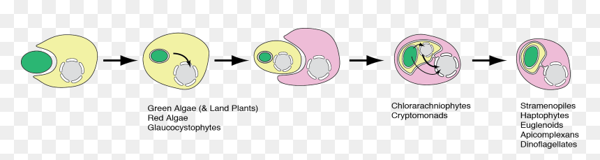 Cartoon Endosymbiotic Theory For Kids, HD Png Download - chloroplast png