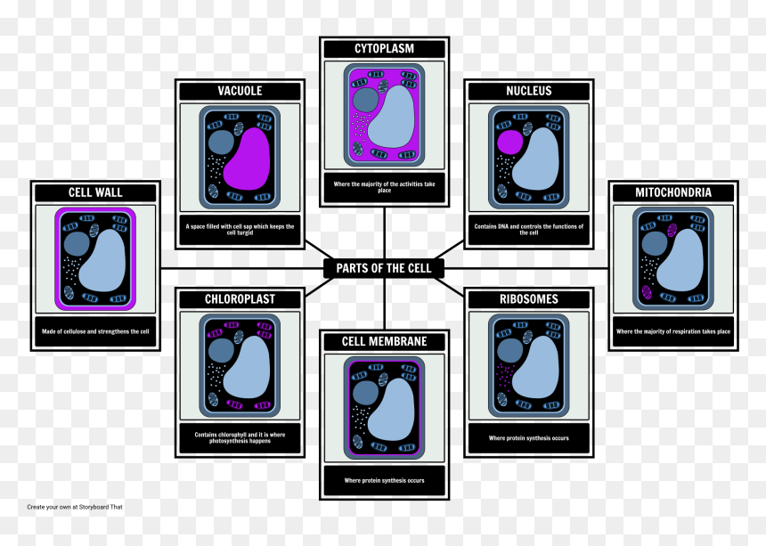 Screenshot, HD Png Download - chloroplast png
