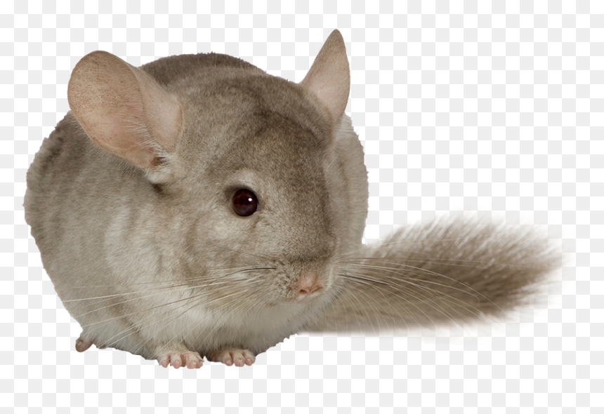 Chinchilla Png, Transparent Png - chinchilla png