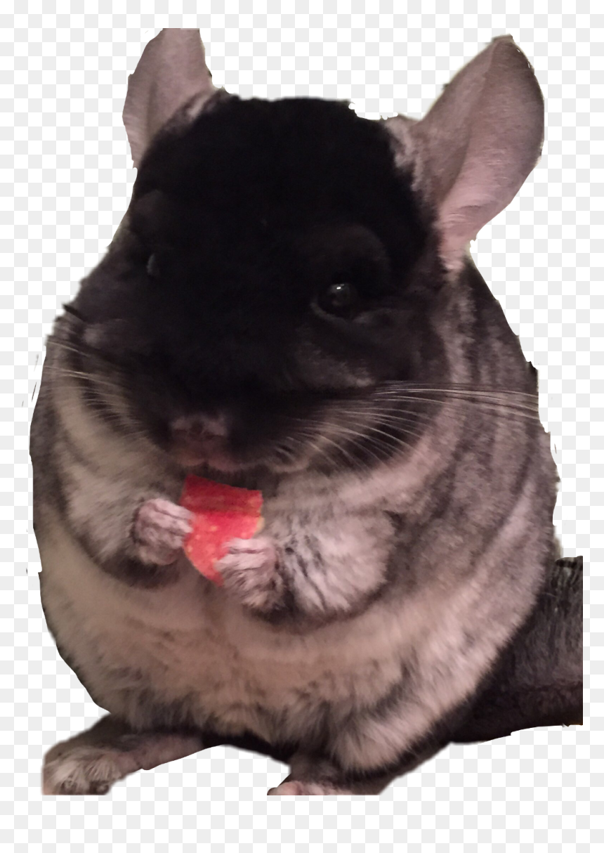 Mouse, HD Png Download - chinchilla png