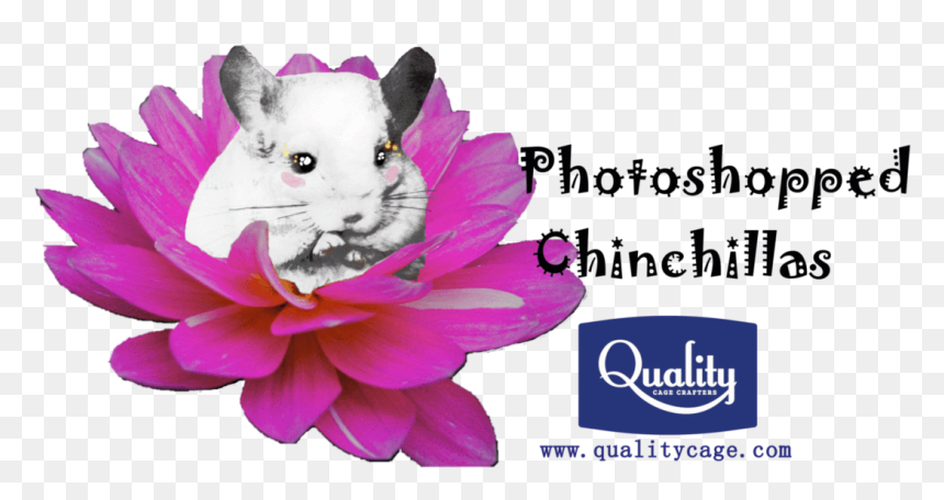 Rat, HD Png Download - chinchilla png