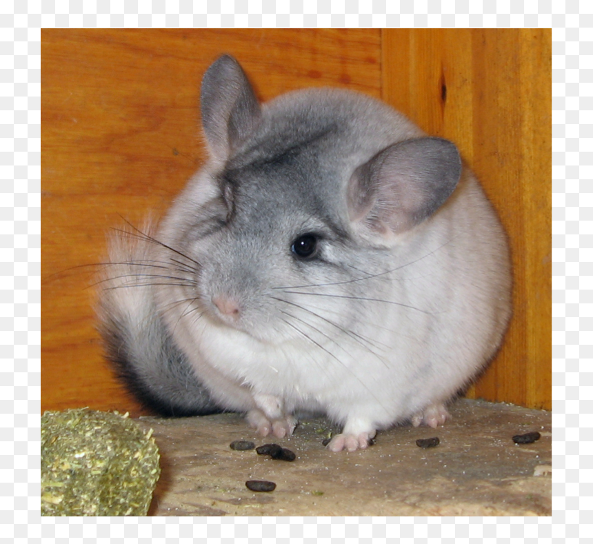 Buy Chinchilla, HD Png Download - chinchilla png