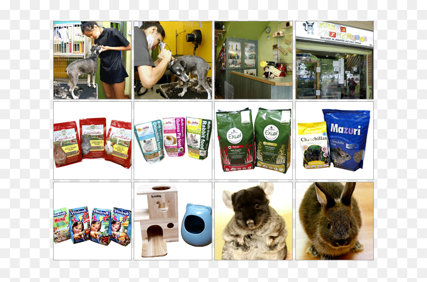 Domestic Short-haired Cat, HD Png Download - chinchilla png