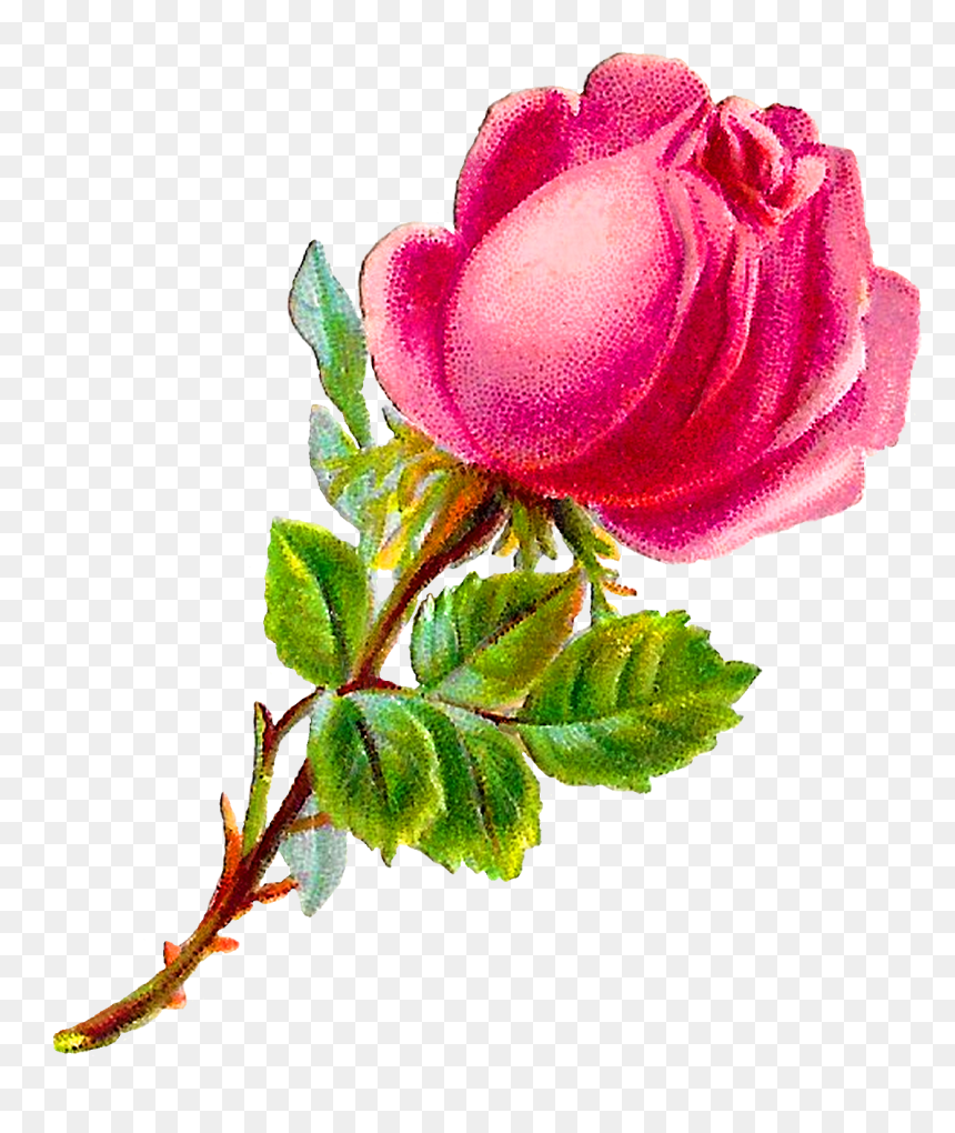 Rose, HD Png Download - shabby chic png