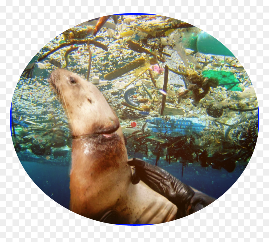 More Plastic Than Fish In The Sea, HD Png Download - balloon animals png