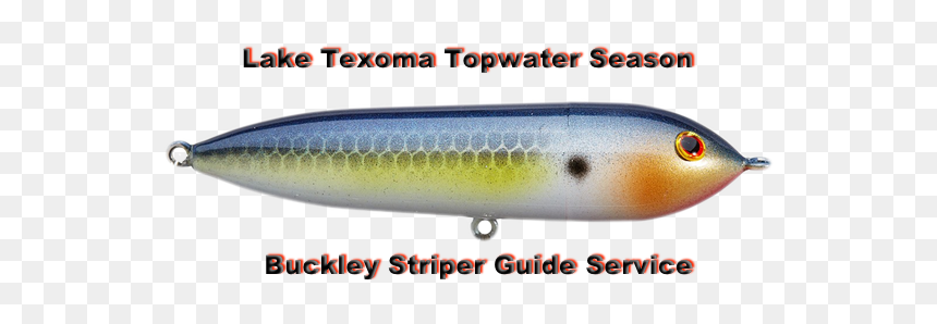 Pomacentridae, HD Png Download - striper png