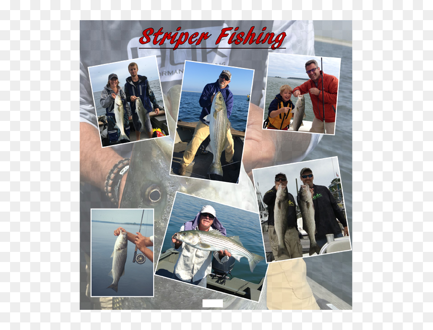 Collage, HD Png Download - striper png