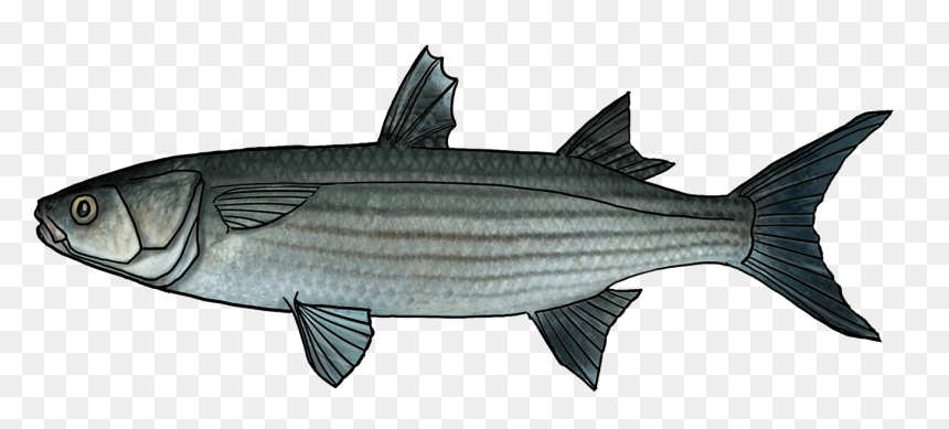 Striper Bass, HD Png Download - striper png