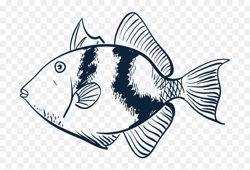 Reef Fish, HD Png Download - striper png