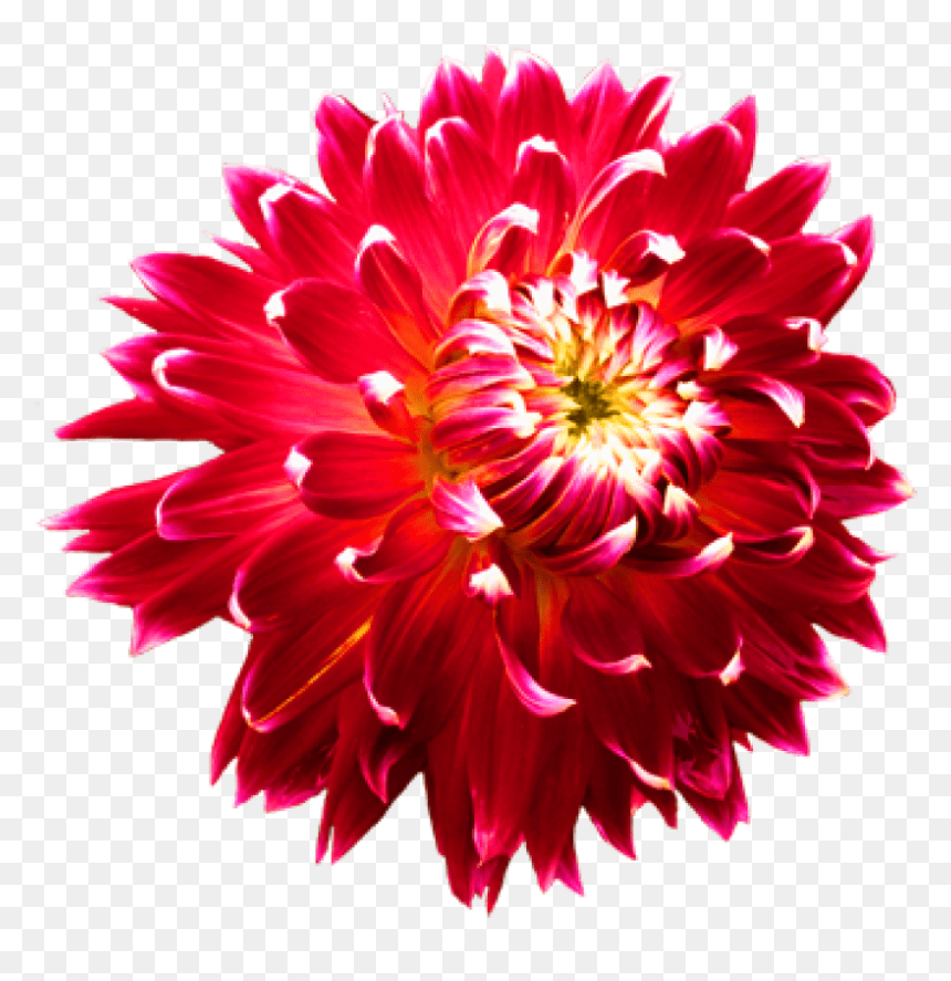 Money Back Guarantee Logo, HD Png Download - dahlia png