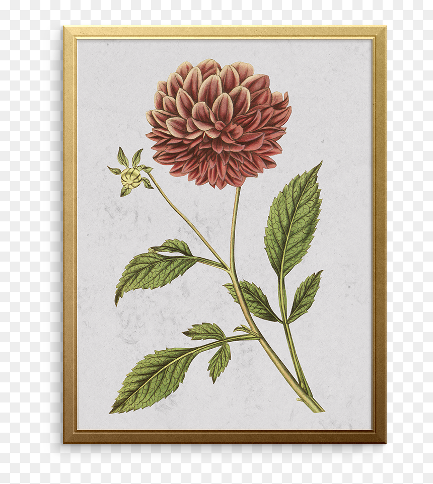 Dahlia Botanical Illustration, HD Png Download - dahlia png