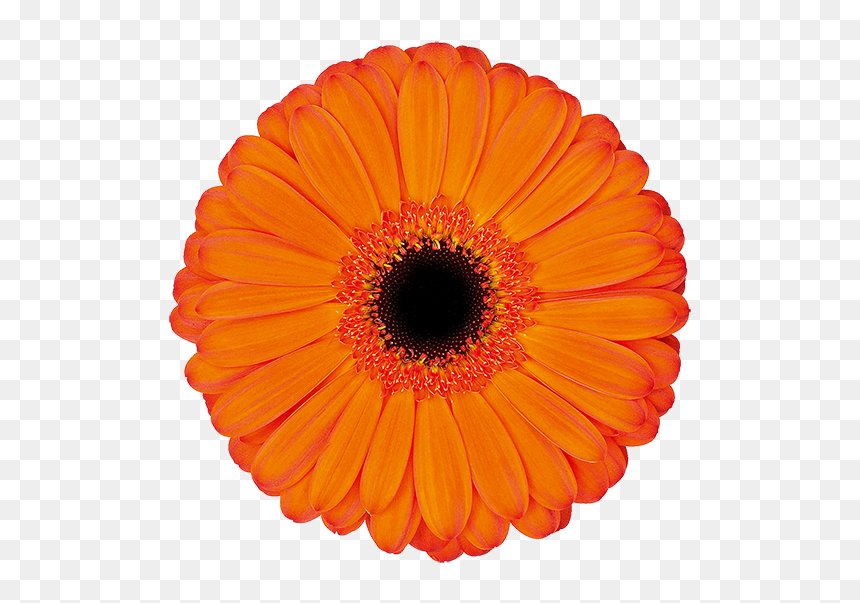 Transvaal Daisy, HD Png Download - applause png