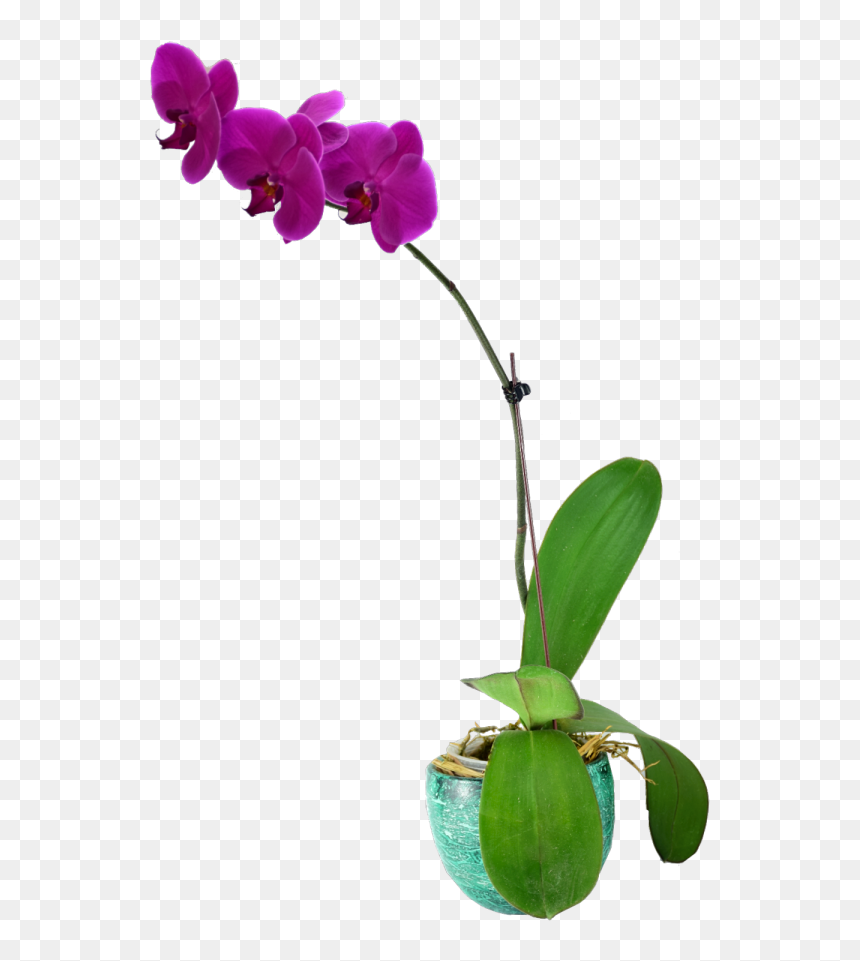 Moth Orchid, HD Png Download - orquideas png