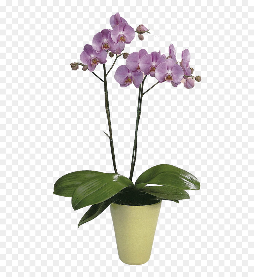 Cattlianthe Jewel Box, HD Png Download - orquideas png
