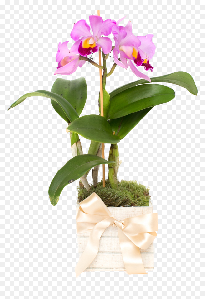 Cattlianthe Jewel Box, HD Png Download - orquideas png