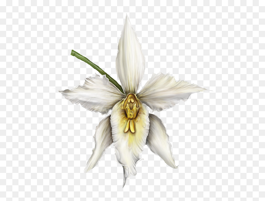 Orquideas Blancas Png, Transparent Png - orquideas png