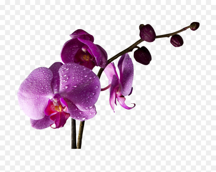 Flores De Orquideas Png, Transparent Png - orquideas png