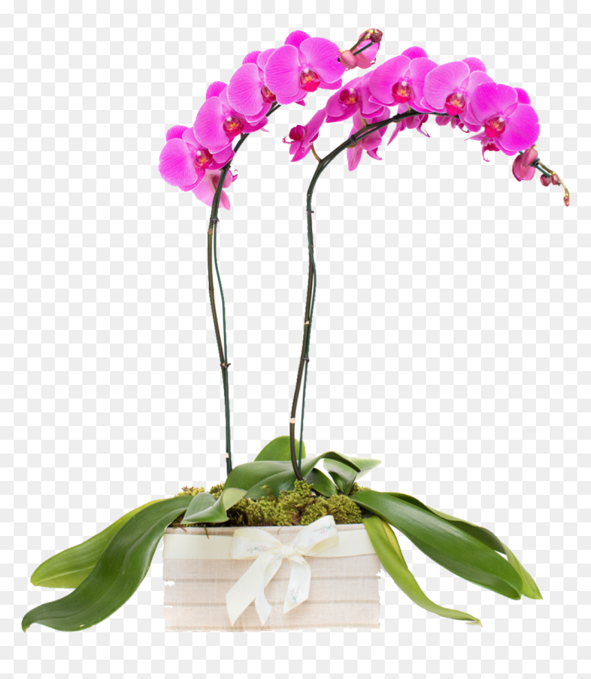 Moth Orchid, HD Png Download - orquideas png