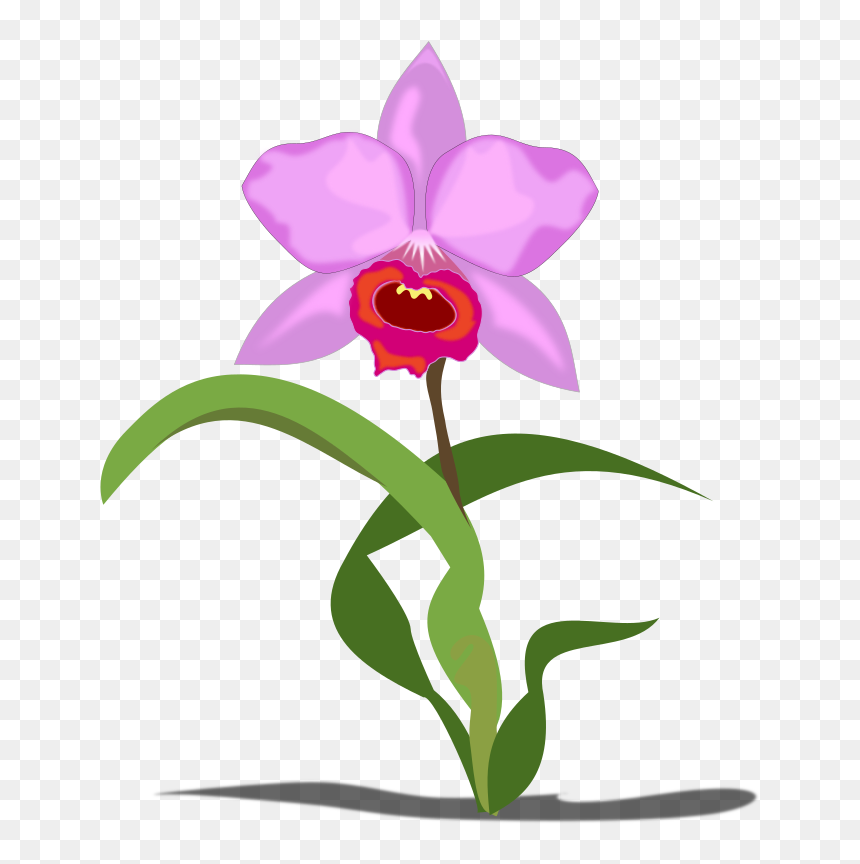 Cattleya Orchid Clipart, HD Png Download - orquideas png