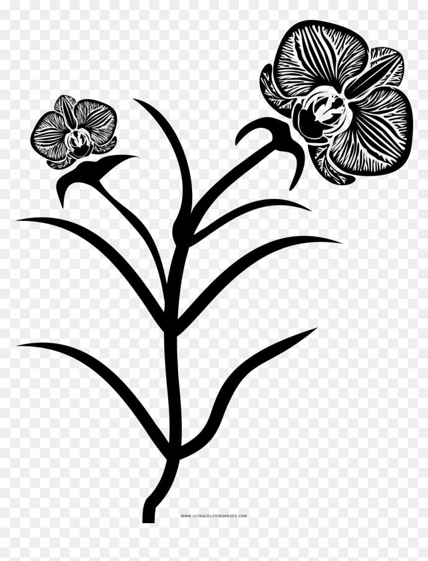 Moth Orchid, HD Png Download - orquideas png