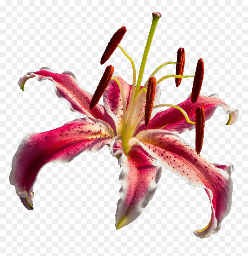 Lirio Vermelho Png, Transparent Png - orquideas png