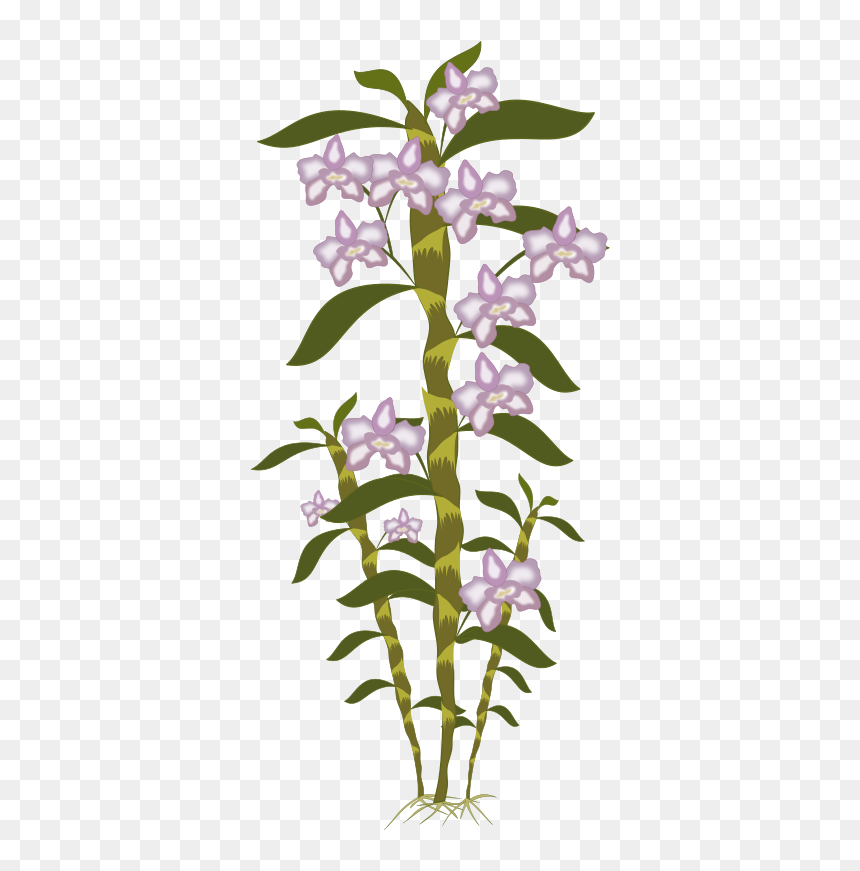 Acianthera Pectinata, HD Png Download - orquideas png