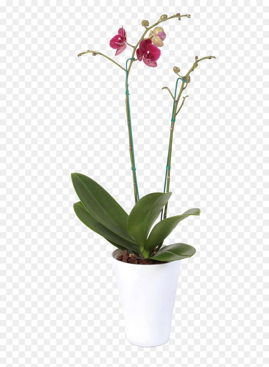 Bumblebee Orchid, HD Png Download - orquideas png