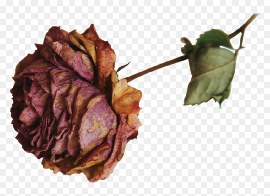 Transparent Dried Rose Png, Png Download - dead flower png