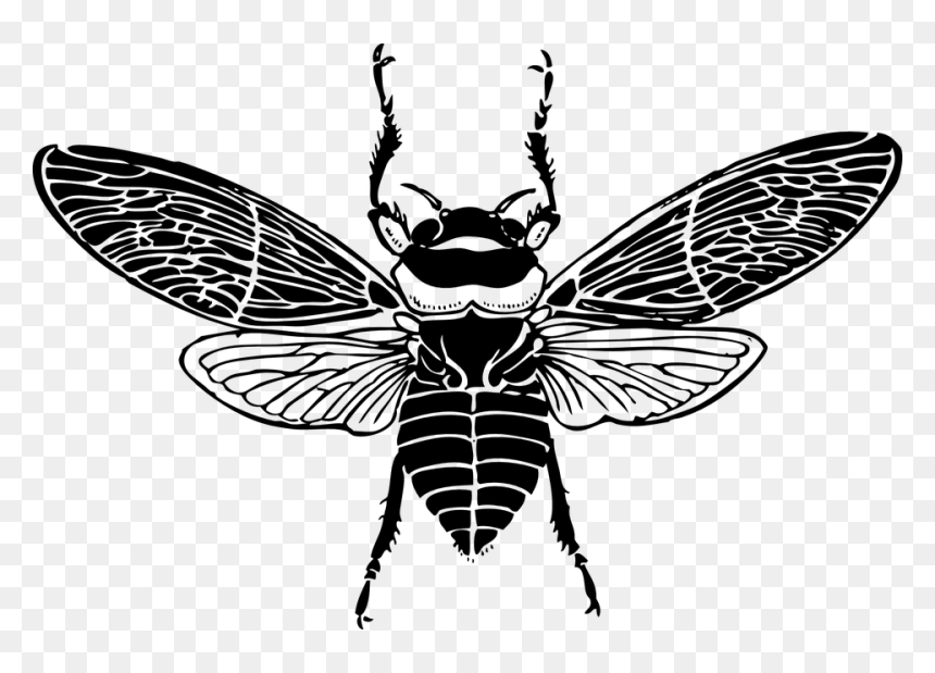 Bee Top View, HD Png Download - bee silhouette png