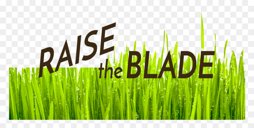 Hierochloe, HD Png Download - grass blade png