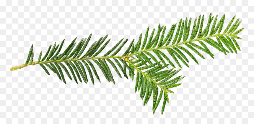 Illustration, HD Png Download - nature background png