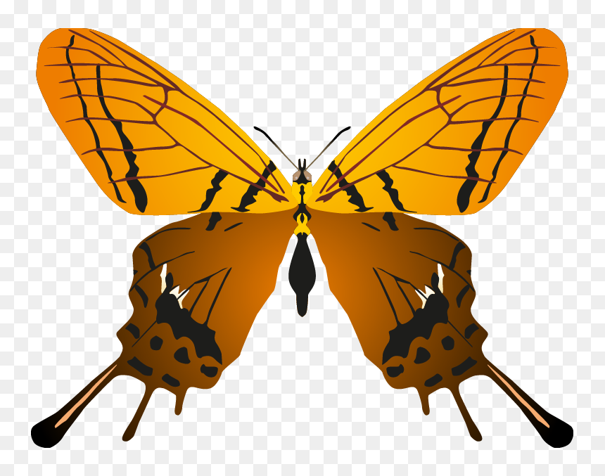 Butterfly, HD Png Download - buterfly png