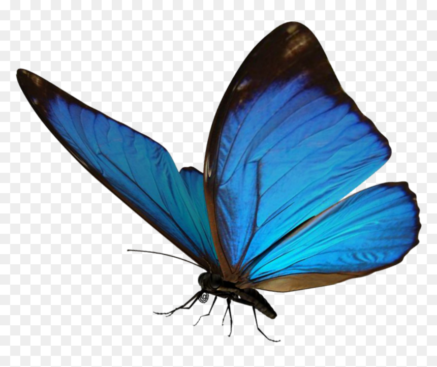 Butterfly Image For Picsart, HD Png Download - buterfly png