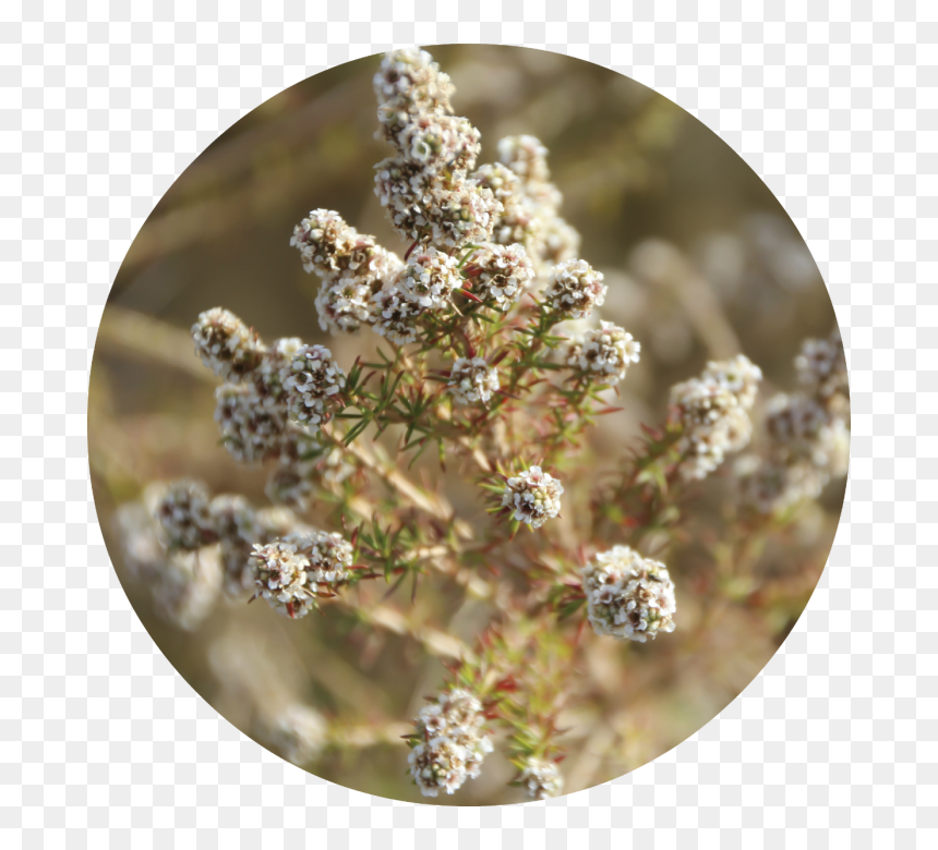 Alyssum, HD Png Download - tea tree png