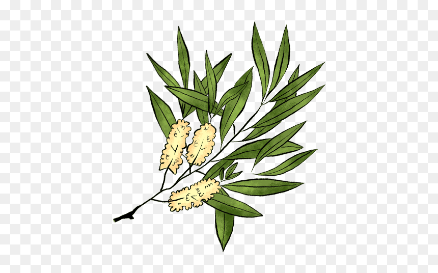 Illustration, HD Png Download - tea tree png