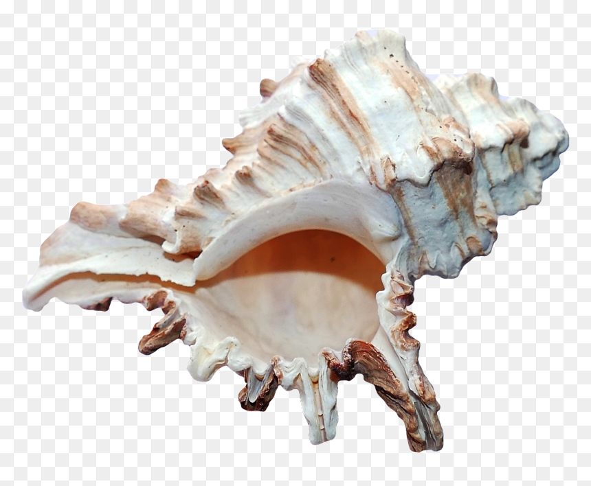 Png Seashell, Transparent Png - scallop png