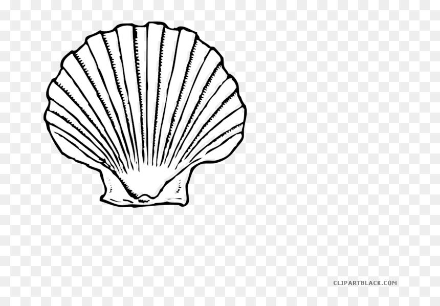 Clipart Shells Png, Transparent Png - scallop png