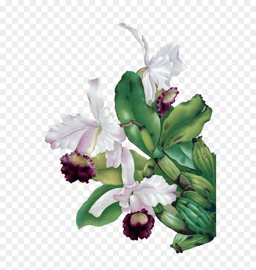 Transparent Background Flower Painting Png, Png Download - christmas flowers png