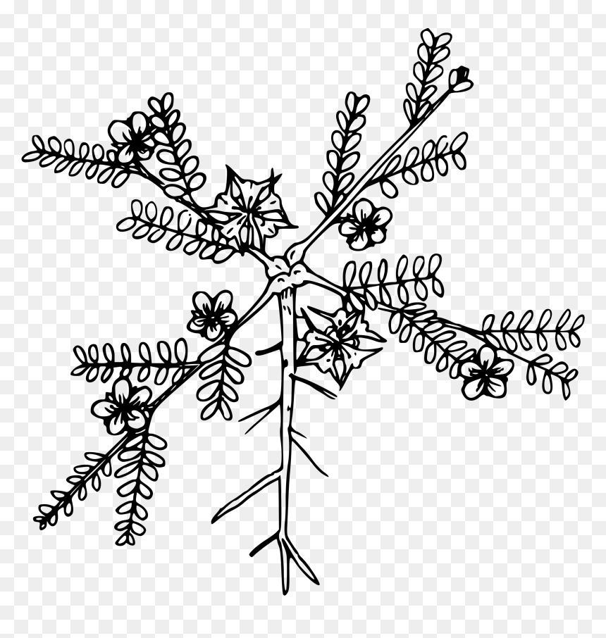 Puncturevine Drawing, HD Png Download - black vine png
