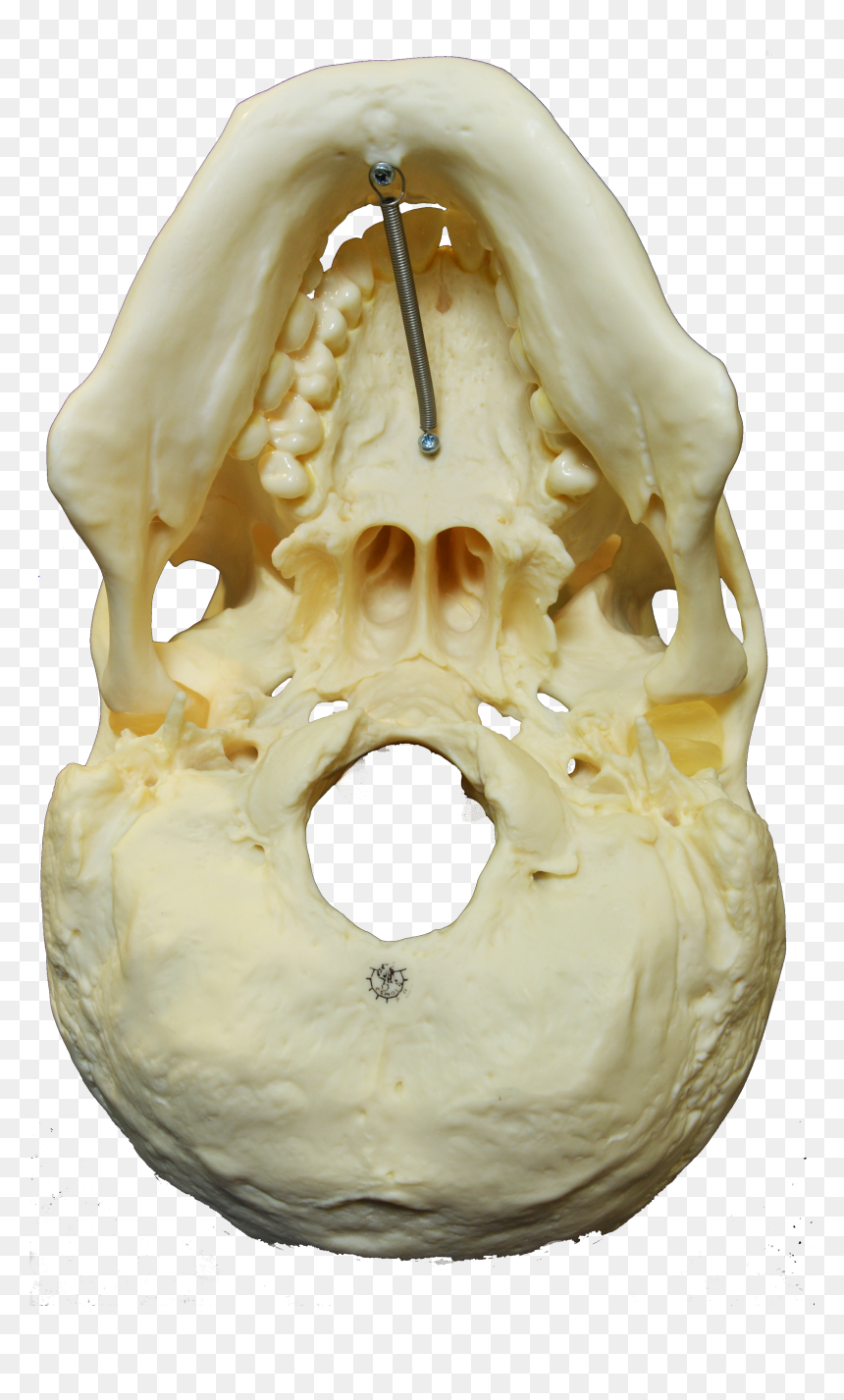 Inferior Skull Model, HD Png Download - skull pile png