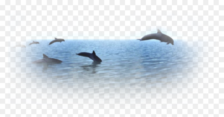 Common Bottlenose Dolphin, HD Png Download - dolphin png