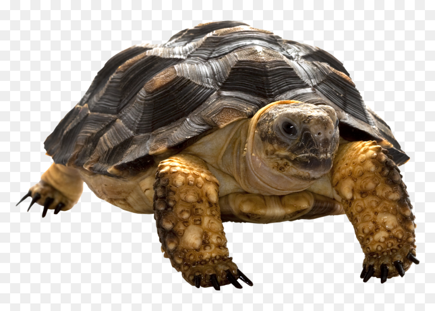 Черепаха Png, Transparent Png - turtle png