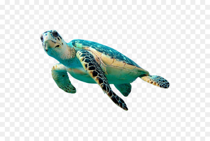 Green Sea Turtles Transparent, HD Png Download - turtle png